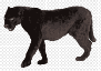 Картинки по запросу "черная пантера пума животное"